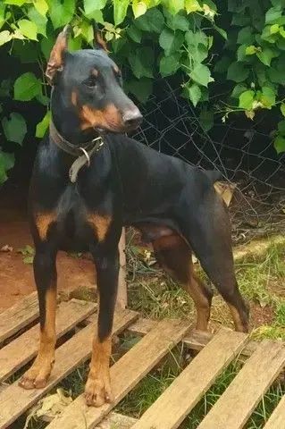 Doberman macho