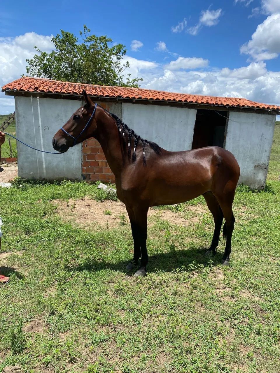 Cavalo Mangalarga Registrado Castrado  - Foto 3