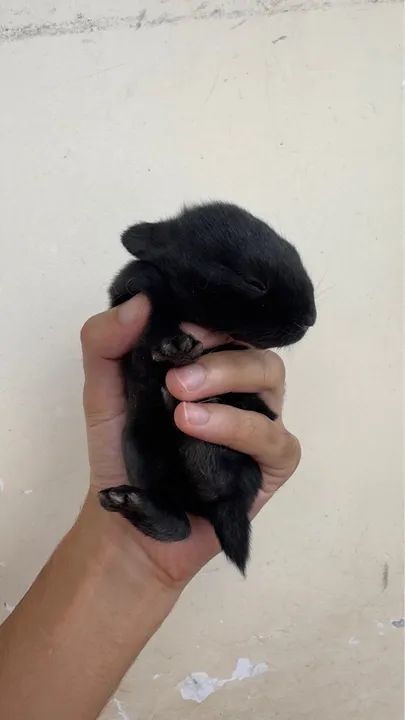 Filhotes de Coelho  - Foto 2