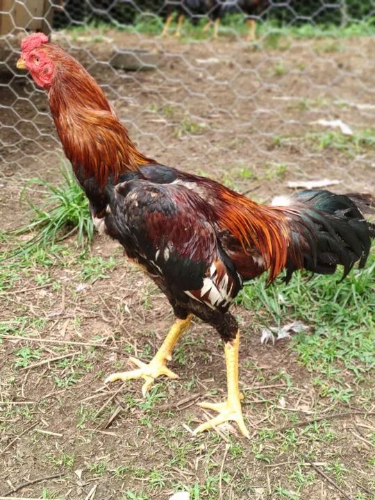 Galo adulto saudável