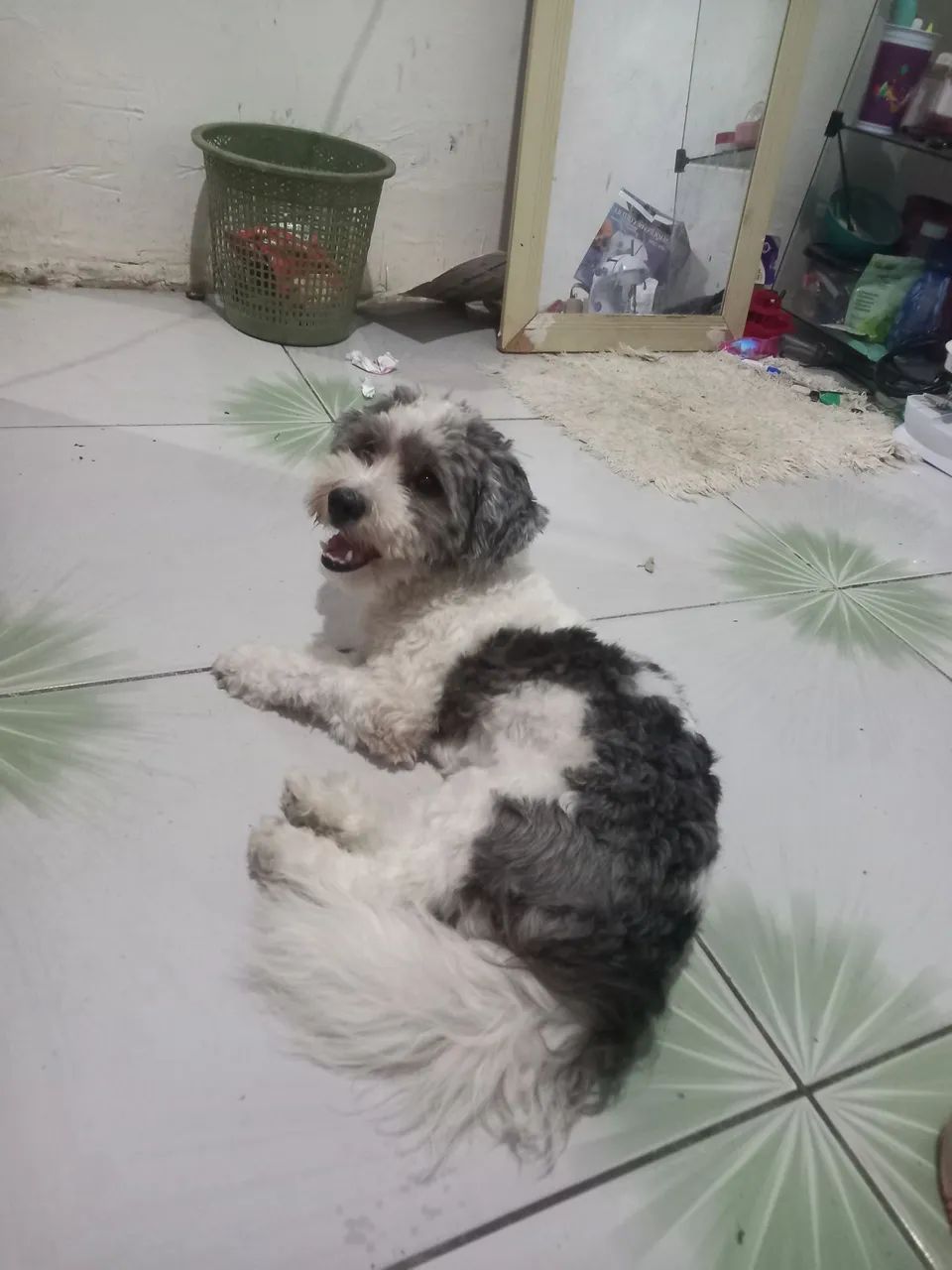 Proucura se namorada para meu cachorro misturado com poodle  - Foto 2