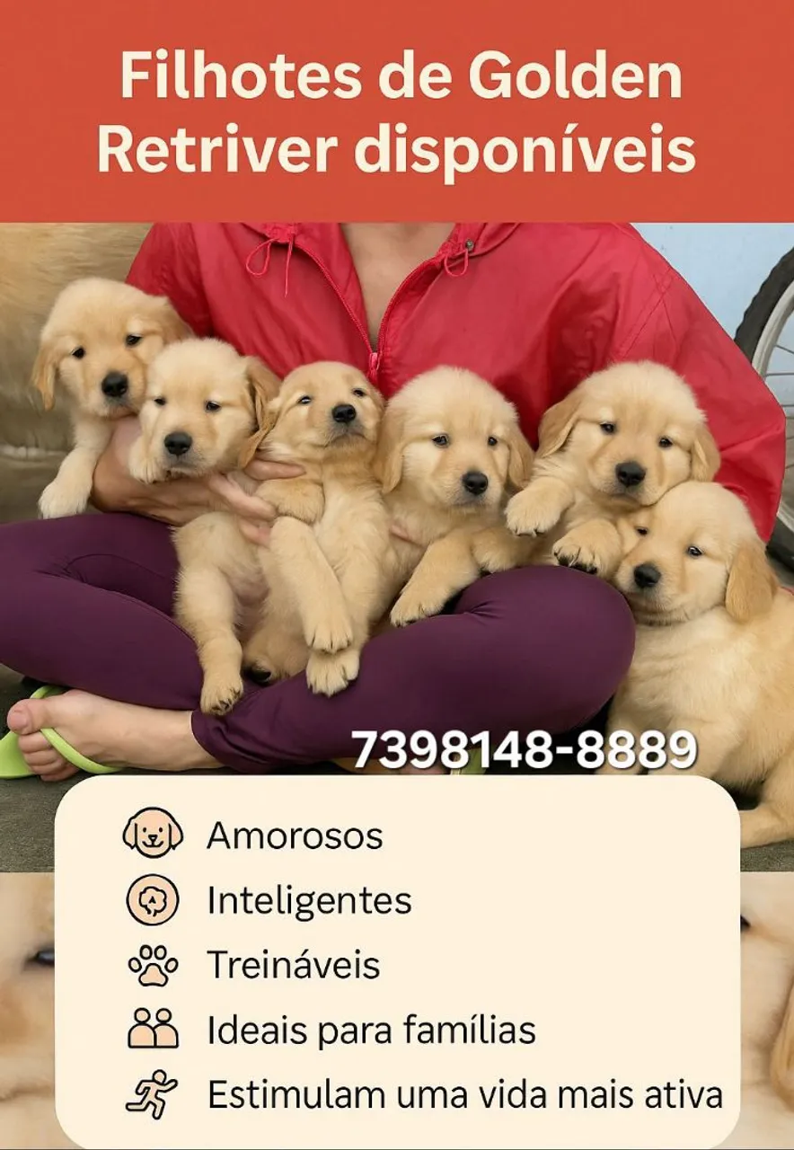 Filhotes de Golden Retriever disponíveis!