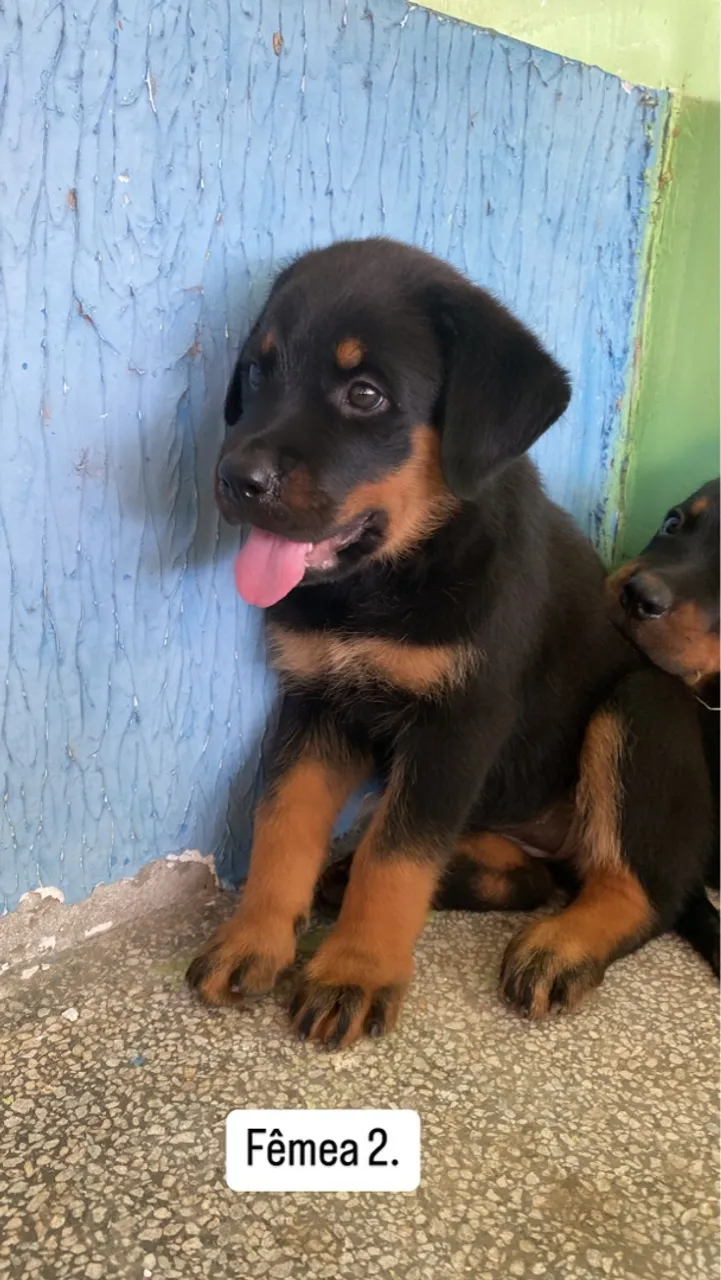 Filhotes Rottweiler 