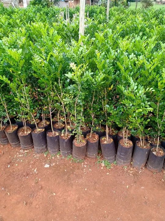 Mudas de Murta para venda - Foto 3