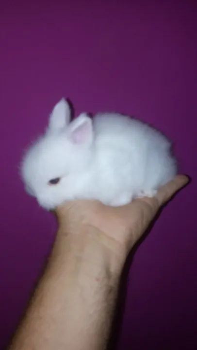 Mini Coelhinho - Foto 3