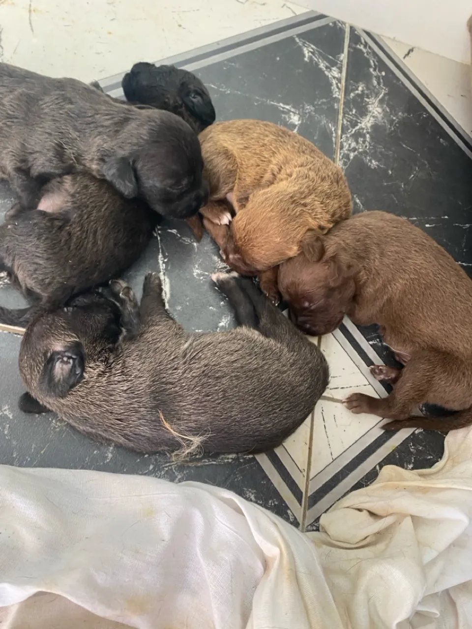 Filhotes de cães - Lindos e saudáveis!