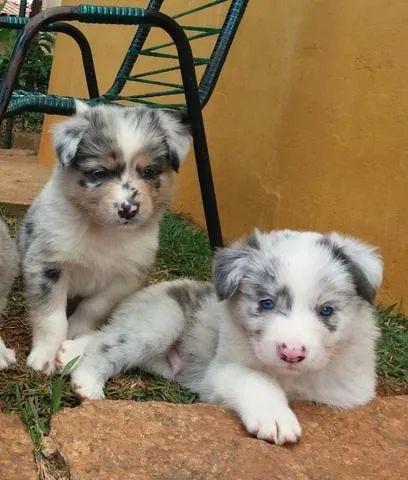 Border collie Blue Merle/red merle/preto e branco/chocolate temos 7 clinicas veterinária