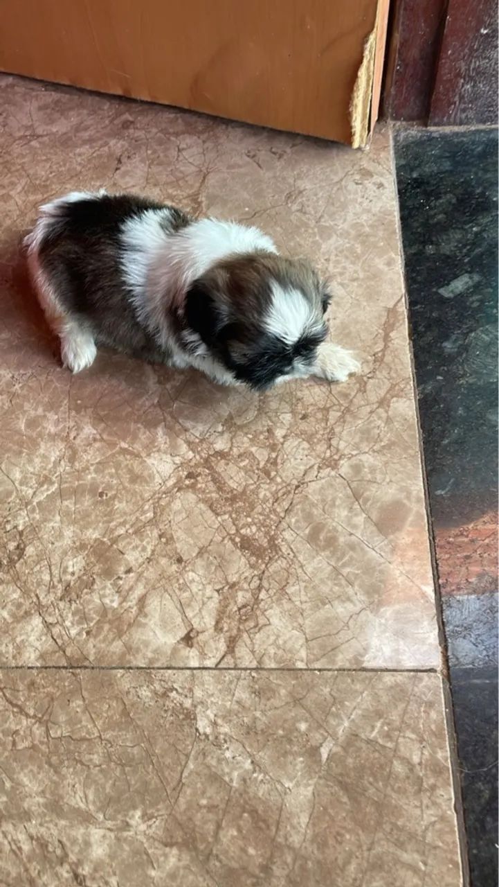 Filhotes de Shih Tzu à Venda - Foto 5