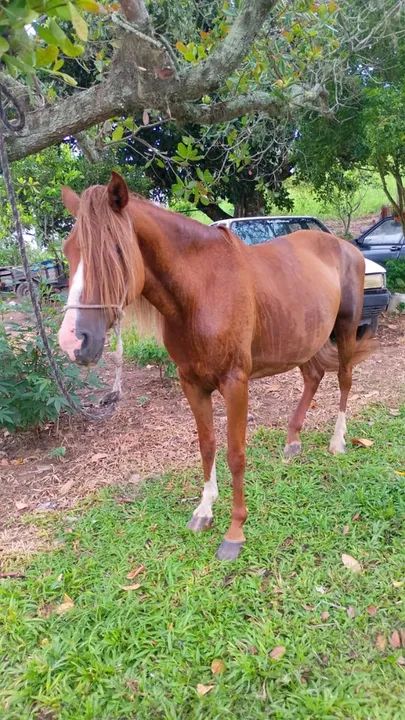 Linda égua castanha  - Foto 3