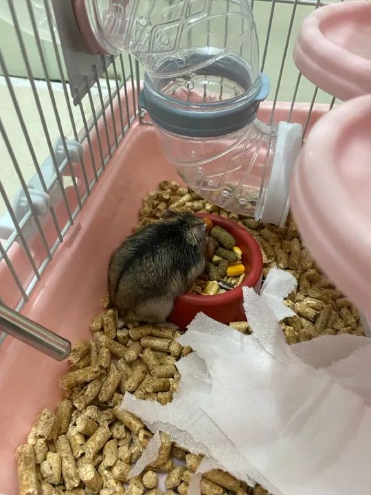 *DOANDO*  HAMSTER ANAO RUSSO+GAIOLA+Palha, comida e areia - Foto 6