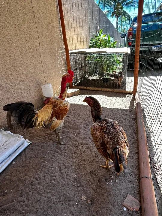 CASAL GALO E GALINHA CAIPIRA