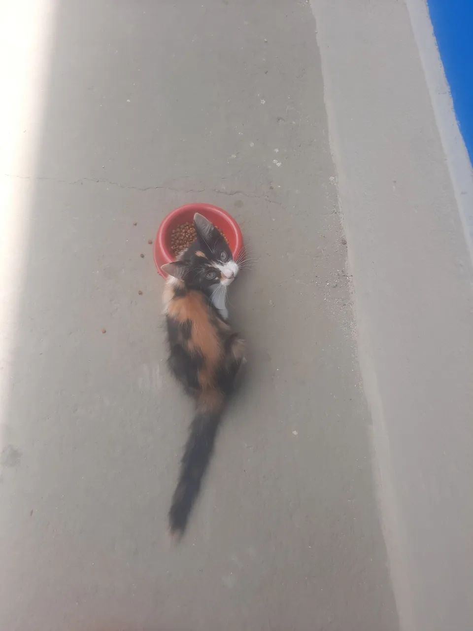 Doação responsável Gatinha filhote 