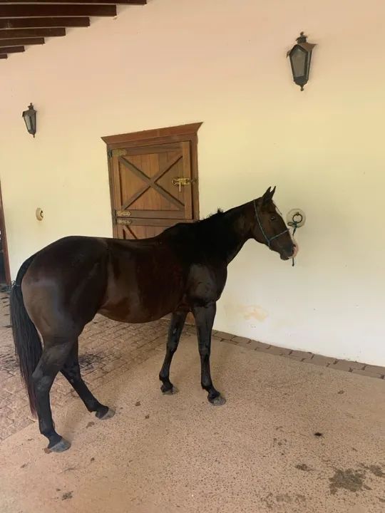 Égua Paint  Horse  - Foto 2