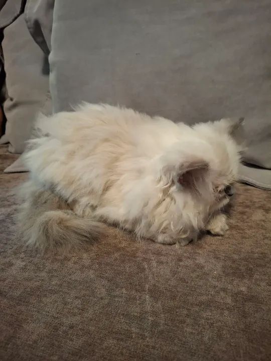 Filhotes Persa! - Foto 2