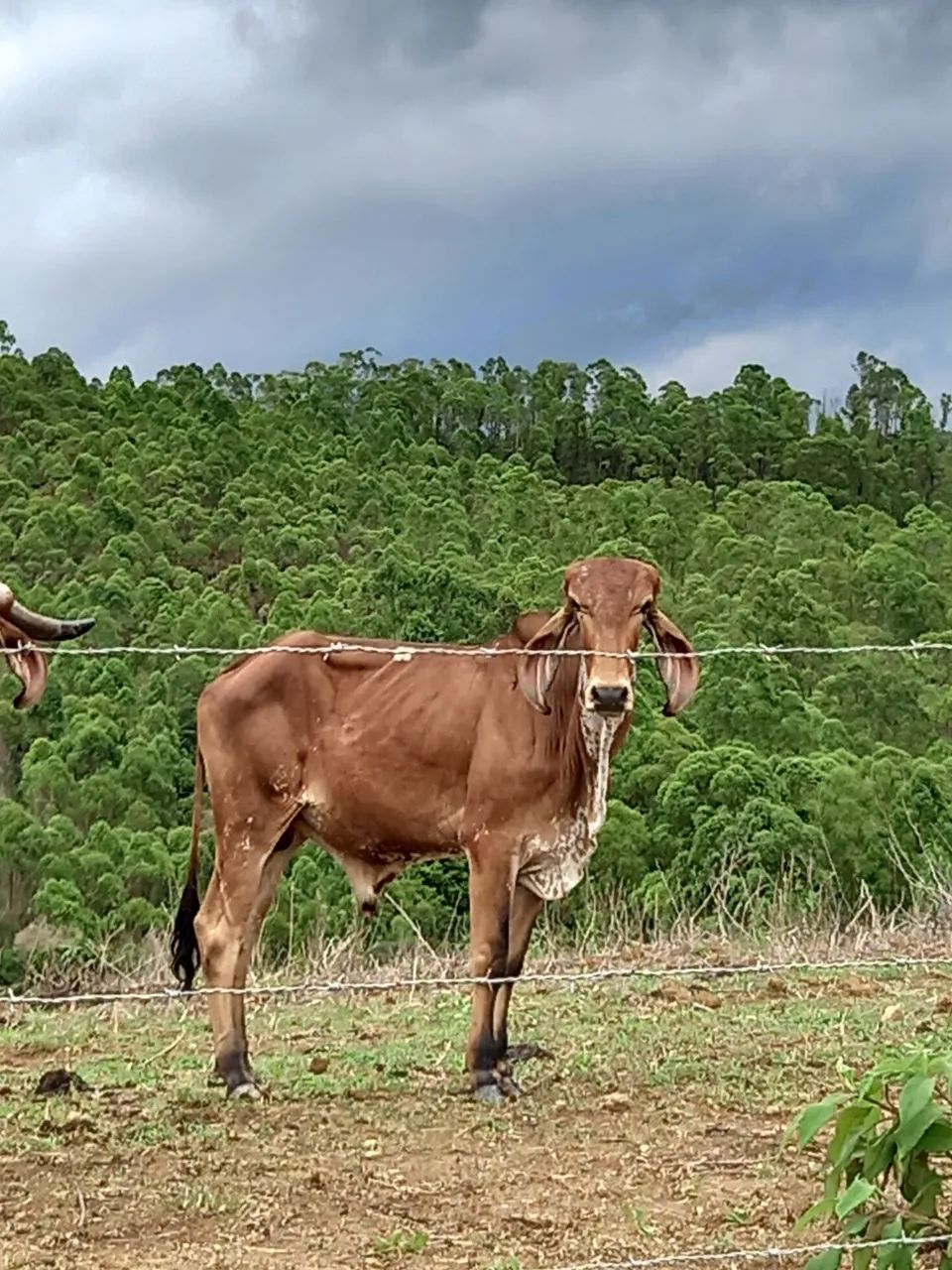 Vende-se garrote Gir PO, 1 ano e 5 meses.