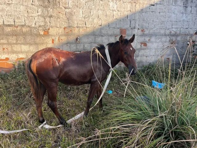 Vendo ou troco potra de 8 messes  - Foto 4