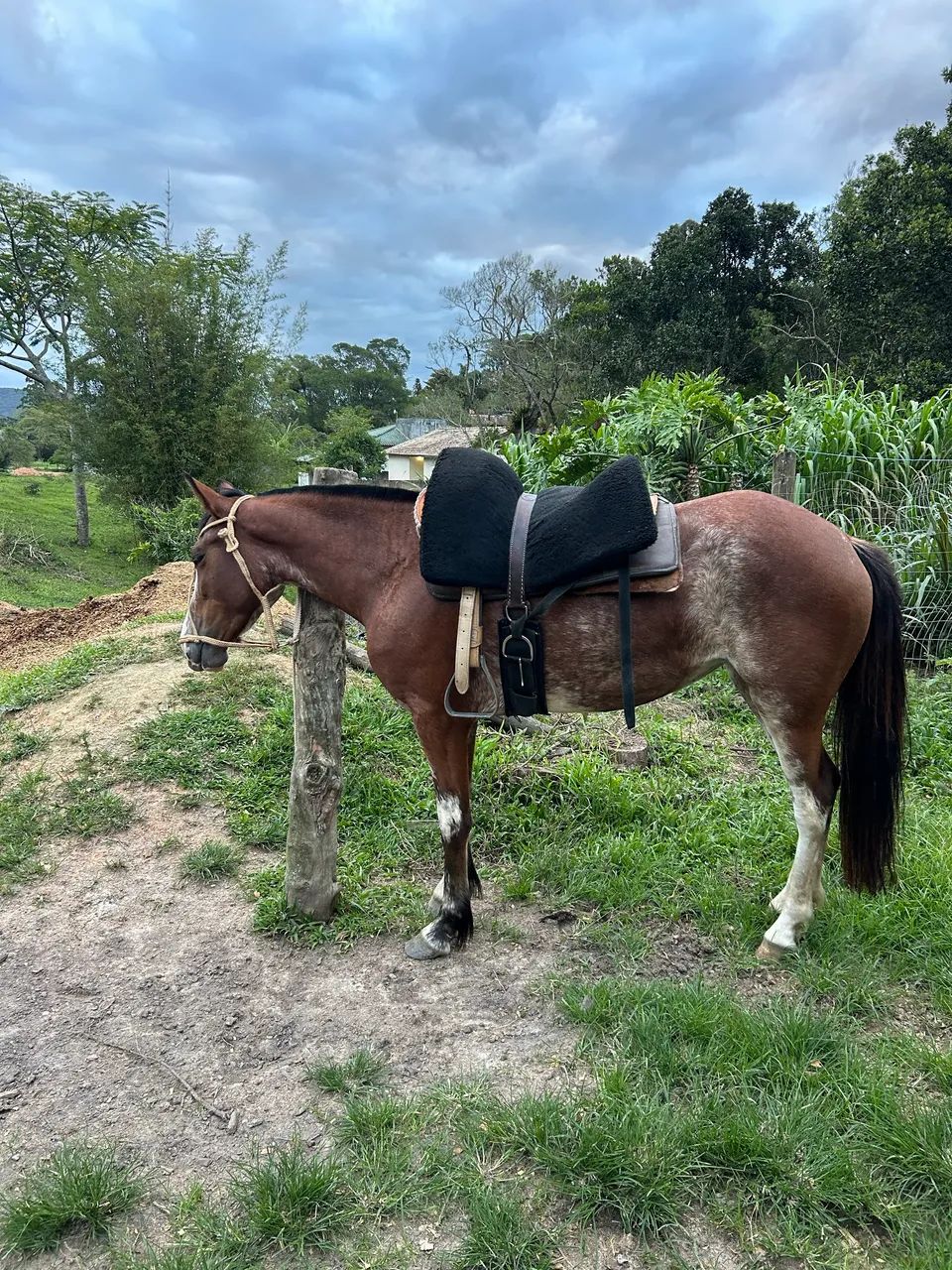 Égua oveira Crioula 