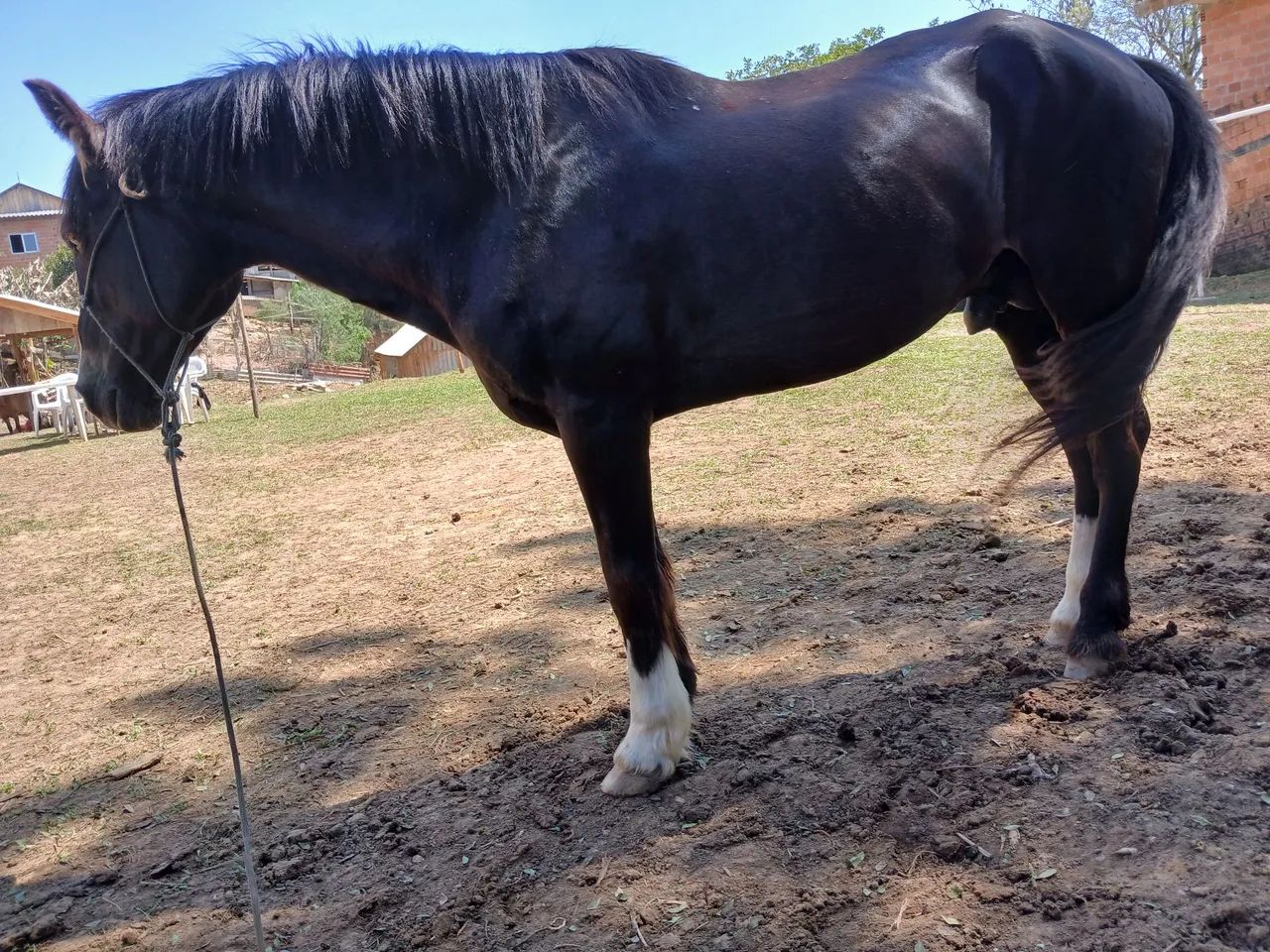 Criolo inteiro 1000 - Foto 3