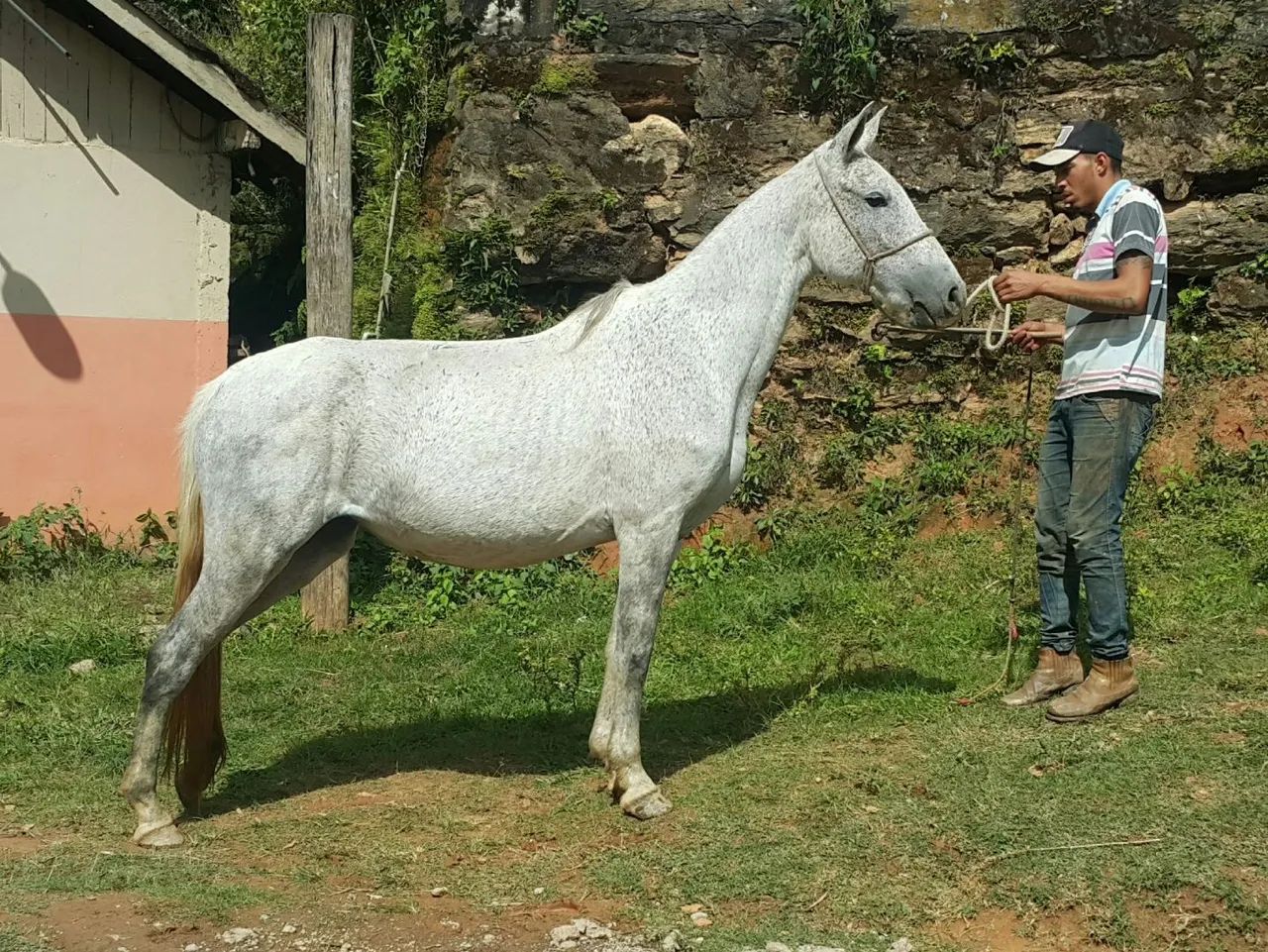 Egua Mangalarga Registrada - Prenha Favacho Uranio 30 x R$ 400,00