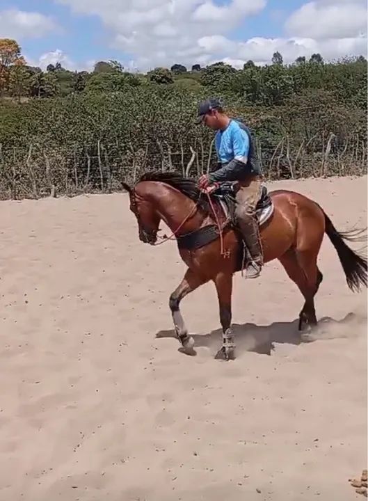 Potro Quarto de Milha - Puro Sangue - Foto 6