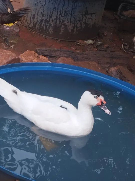 Pato desapega  - Foto 2