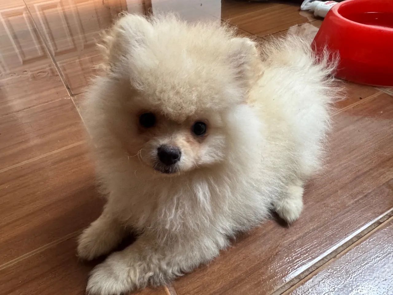 Spitz Alemão macho  - Foto 3