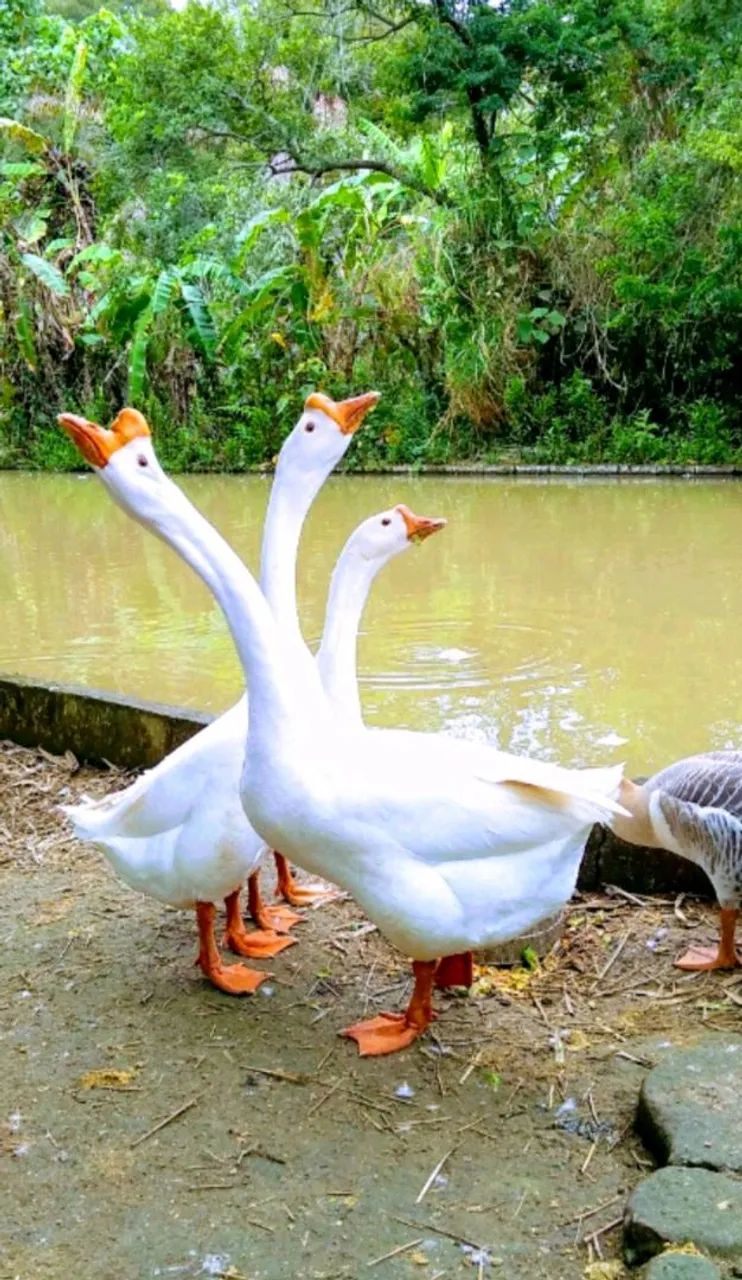 Gansos Sinaleiros e Africanos com Barbela