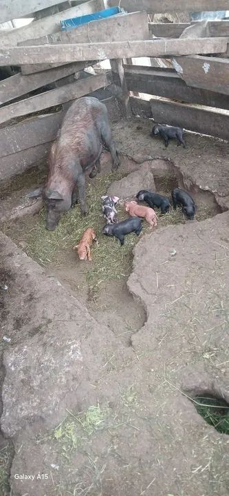 Doa-se leitões  * falar com marcelo - Foto 2