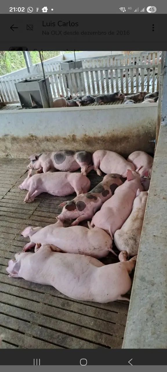 Leitão Suino  - Foto 3