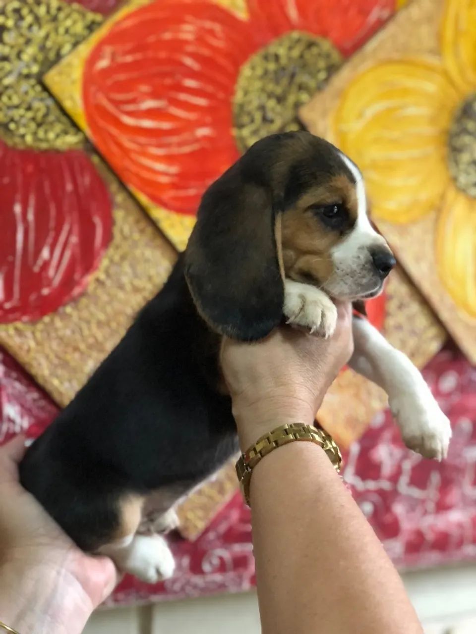 Filhotes de Beagle - Foto 3
