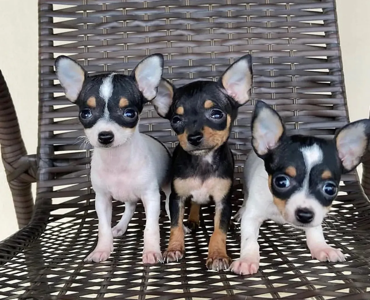 Lindos filhotes de Pinscher 00