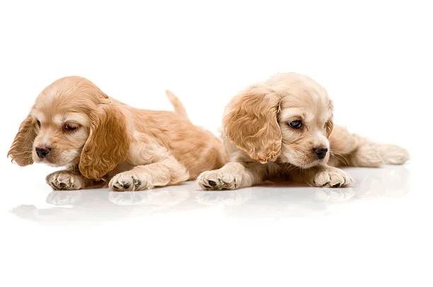Cocker Spaniel Apaixonante ?