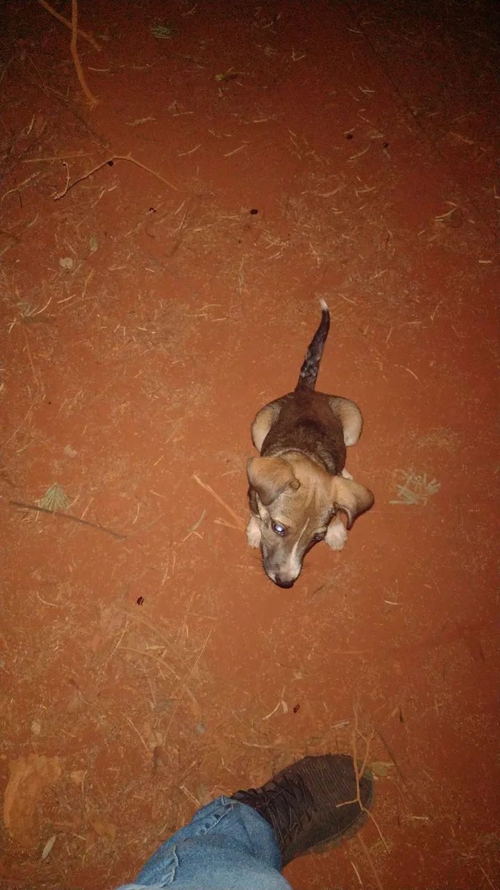 Doação, resgate, está abandonado