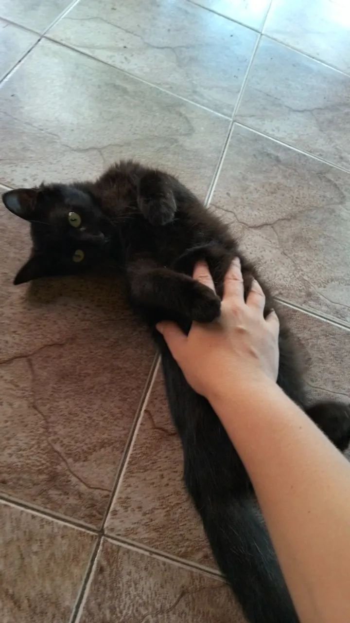 Gatinha dócil para adoção responsável  - Foto 6