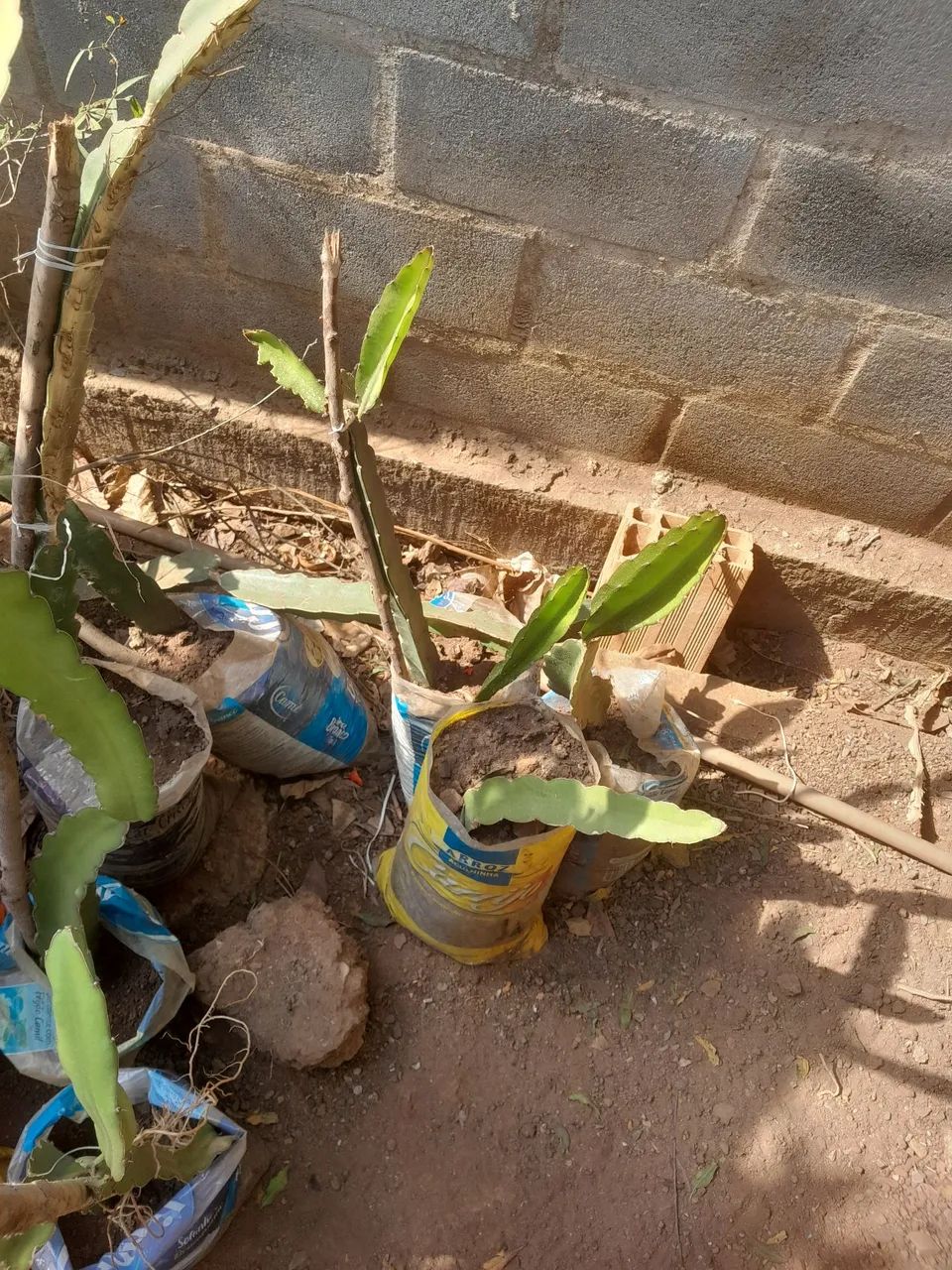 Muda de pitaia  - Foto 3