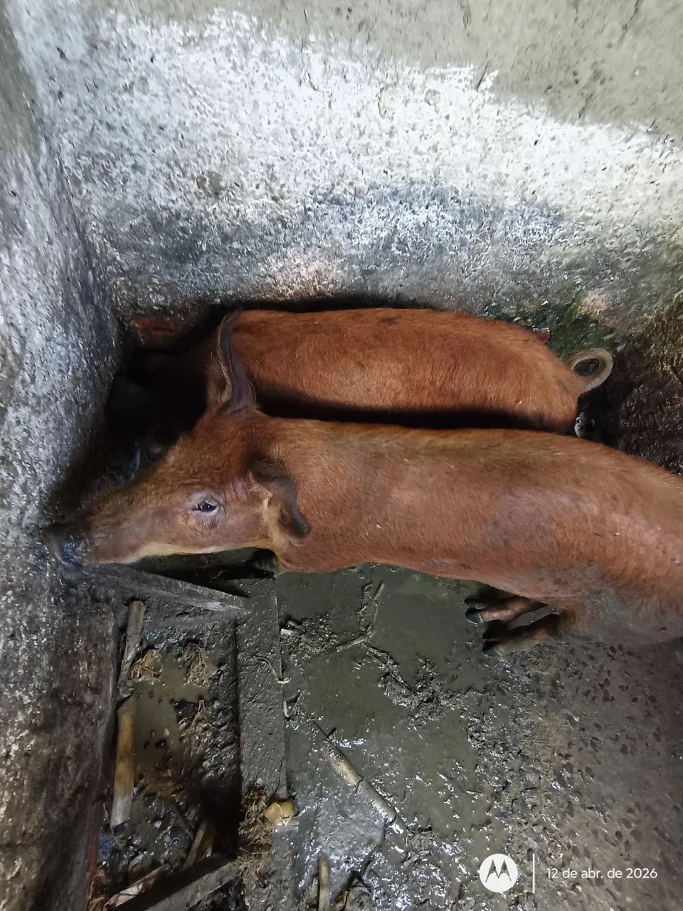Porco  - Foto 2