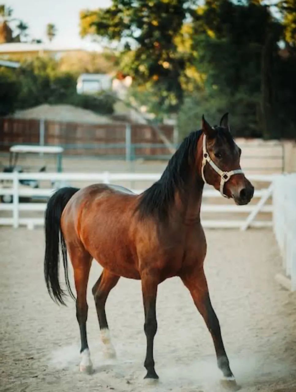 Estou doando esse cavalo  - Foto 2