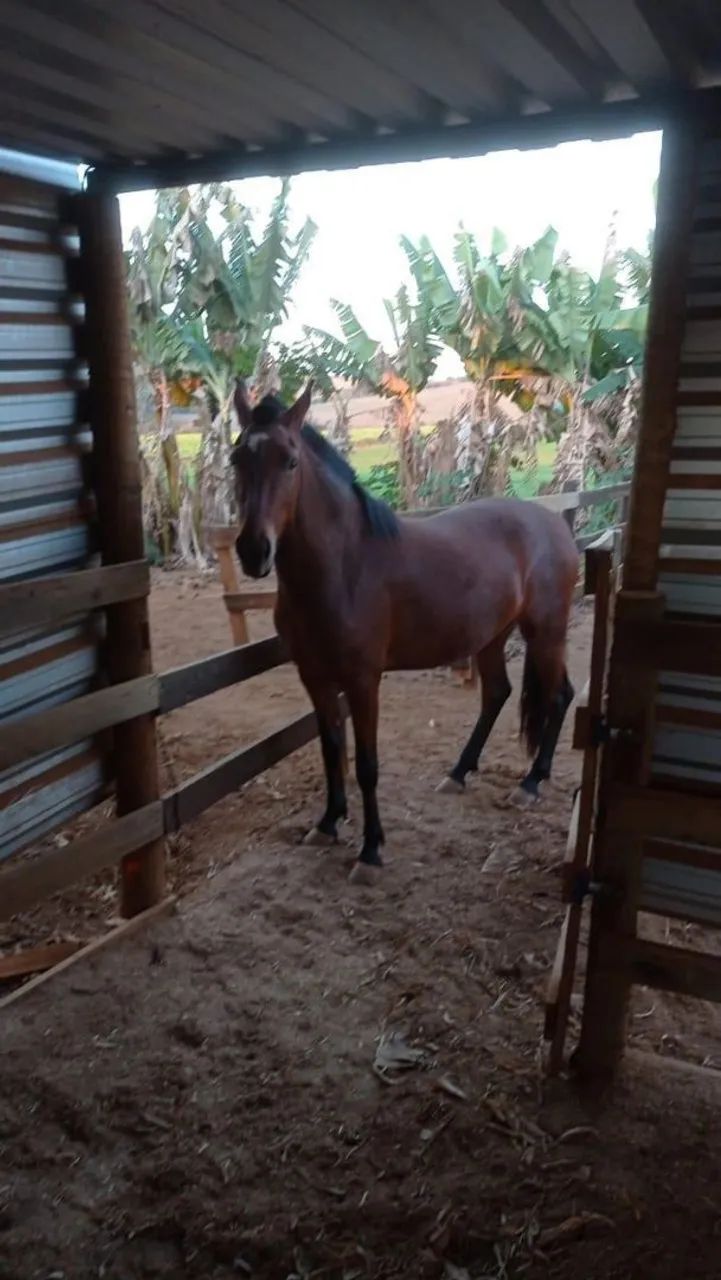 Potra registrada marcha batida , 4 anos  - Foto 3