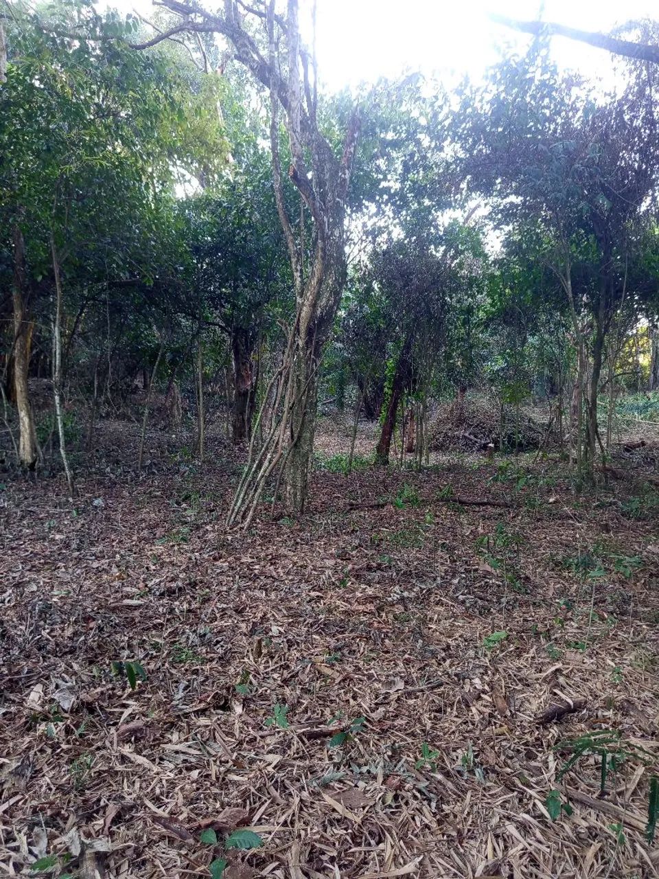 Mini chácara 700m2 entrada e parcelas - Foto 2