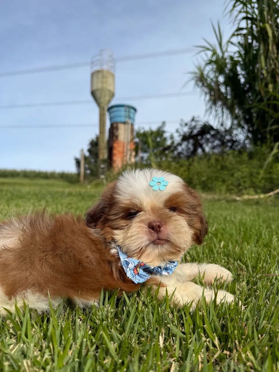 Shih-tzu mini - Cachorros - Alto Alegre, Cascavel 1502160801 | OLX