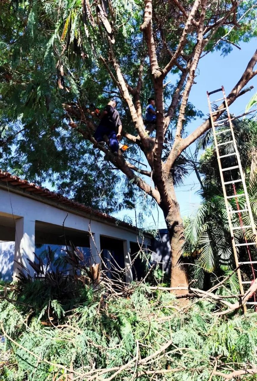 Poda de árvore, residencial na rede elétrica  - Foto 2