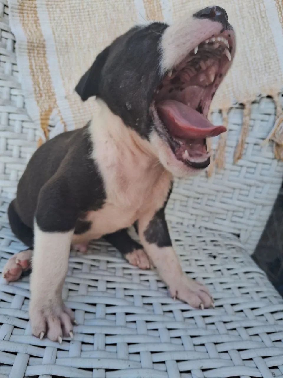 Filhotes de pitibull  - Foto 5