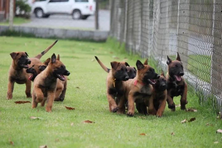 Pastor Belga (Malinois)