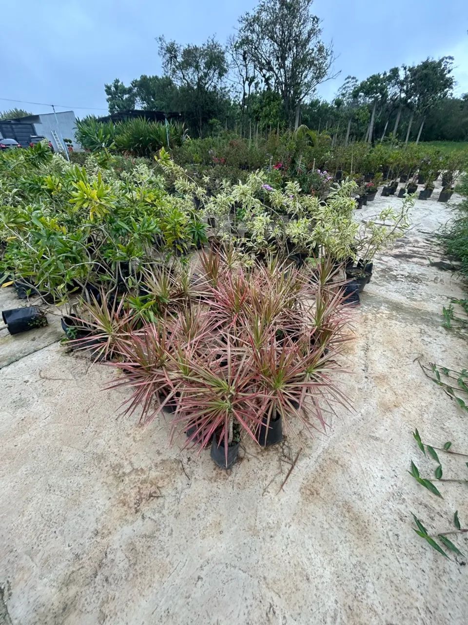 Dracena tricolor 