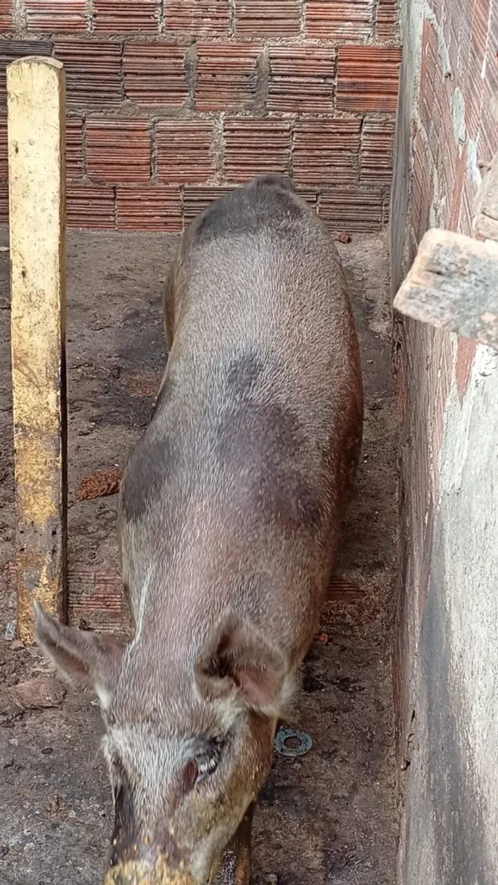 PORCA GRANDE65562885200514122