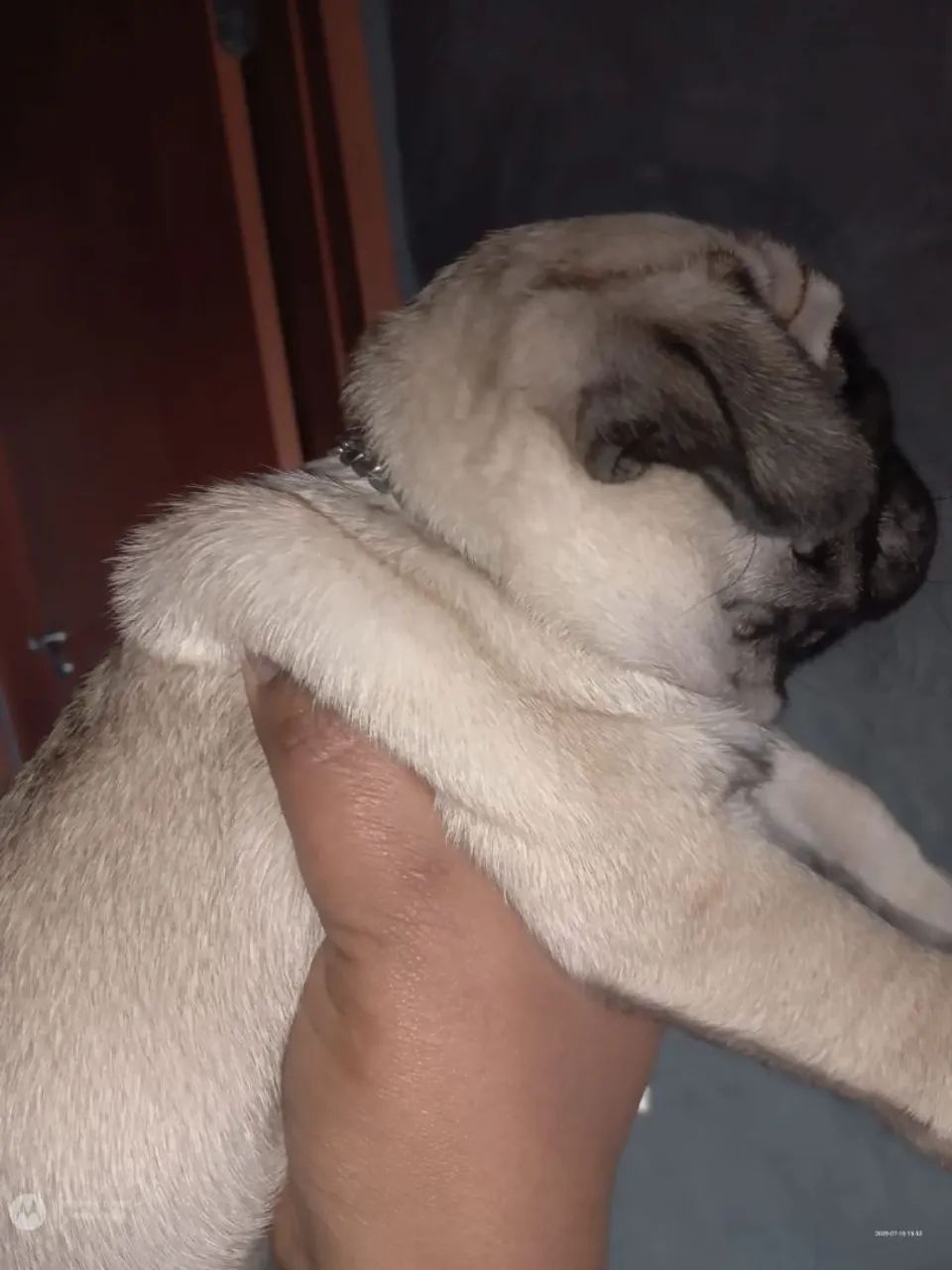 Pug