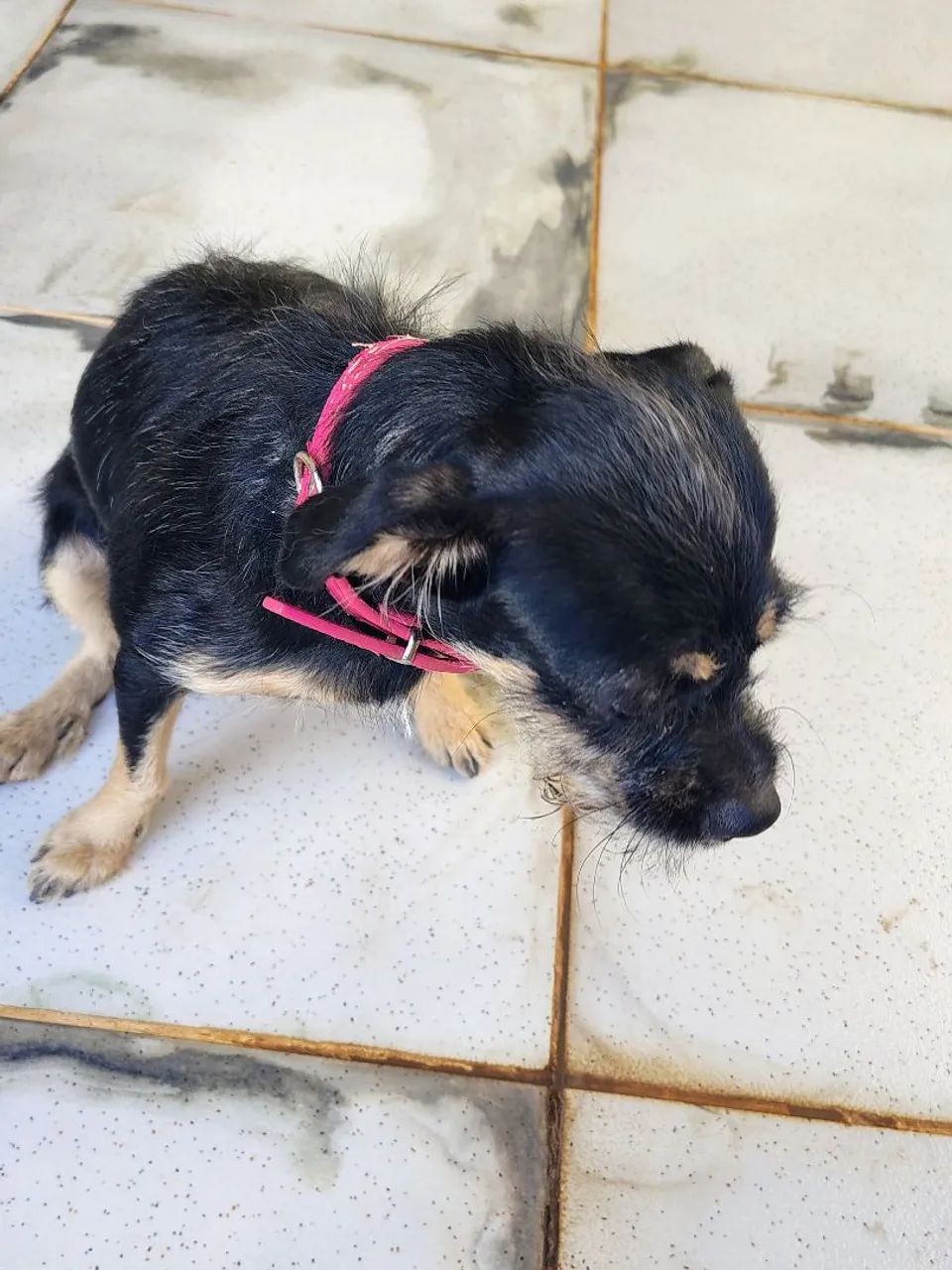 Doação de cachorro - Foto 4