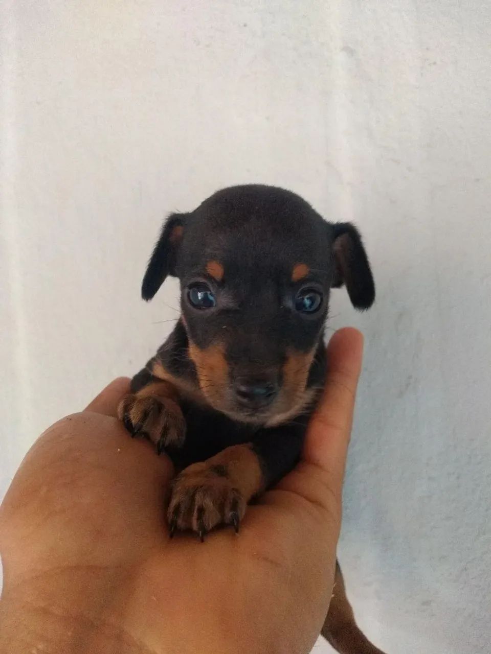 Pinscher 0 - Foto 5