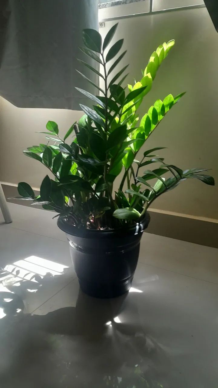 Zamioculca  - Foto 3