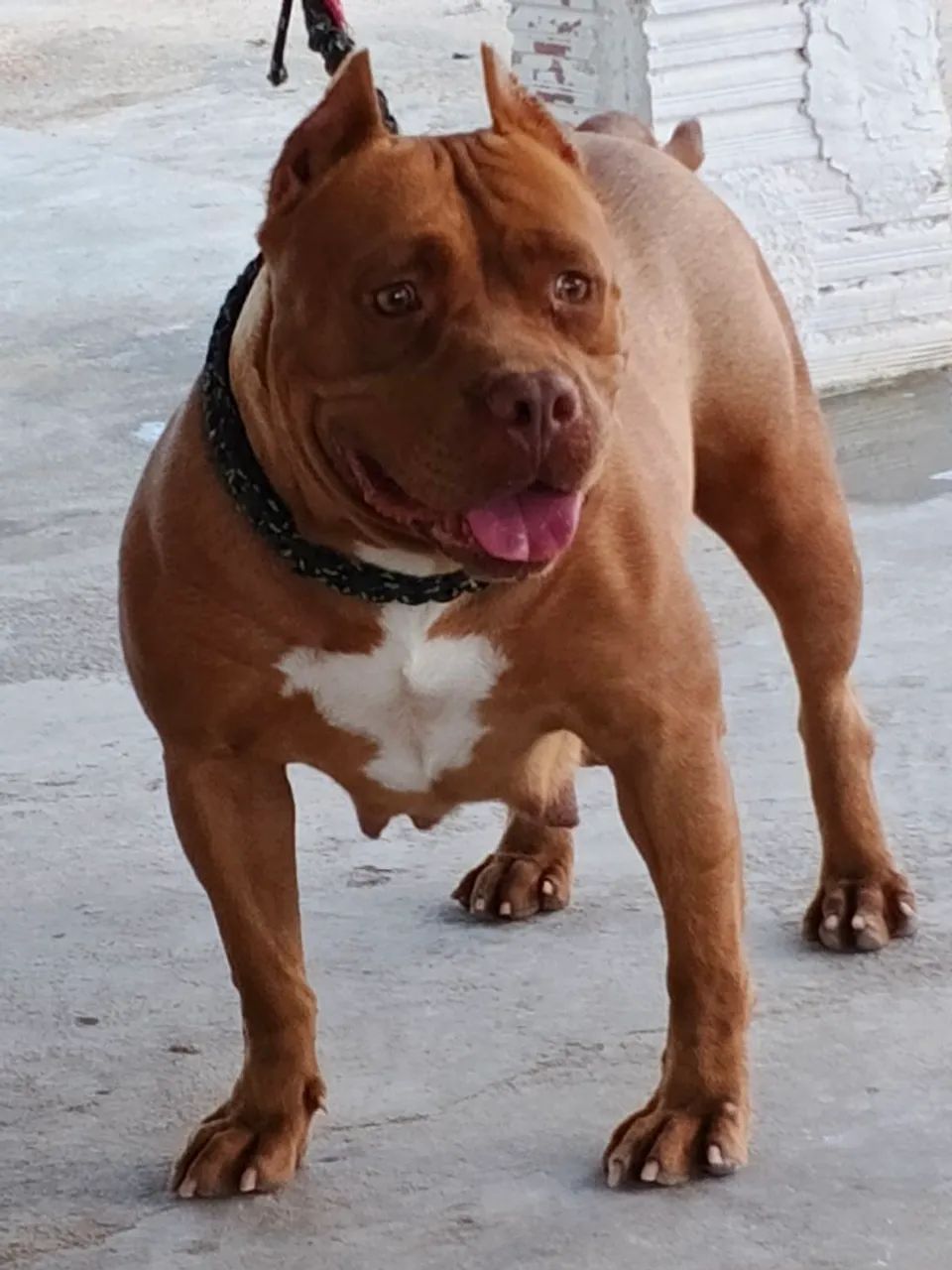 Filhotes de Pitmonster Disponível